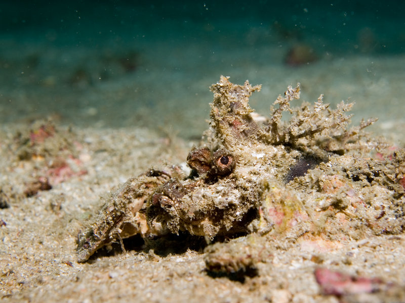 Scorpion Fish